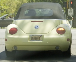 101-7247-BUMBLE.jpg